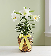 Easter Lily