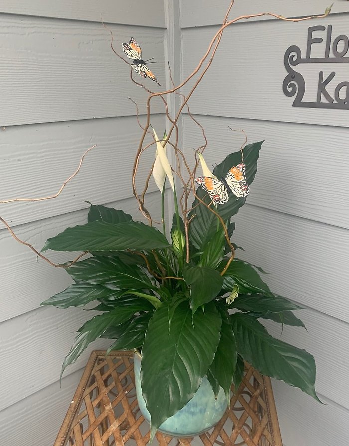 Tranquil Peace Lily Plant