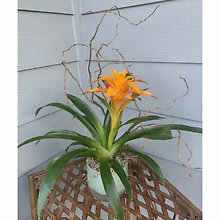 Bromiliad
