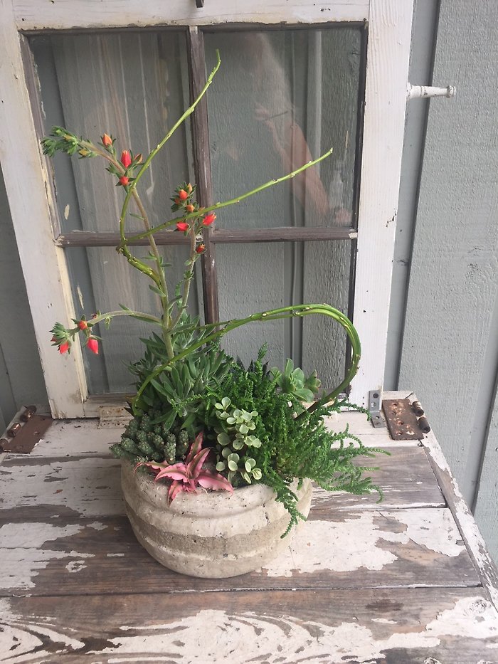 Succulent Garden